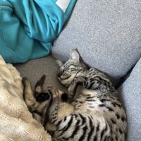 Bay Area Savannah Cats ico