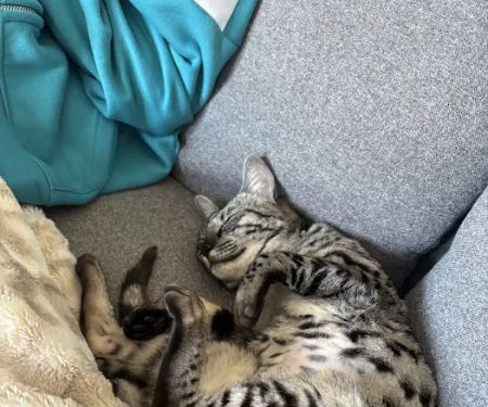 Bay Area Savannah Cats