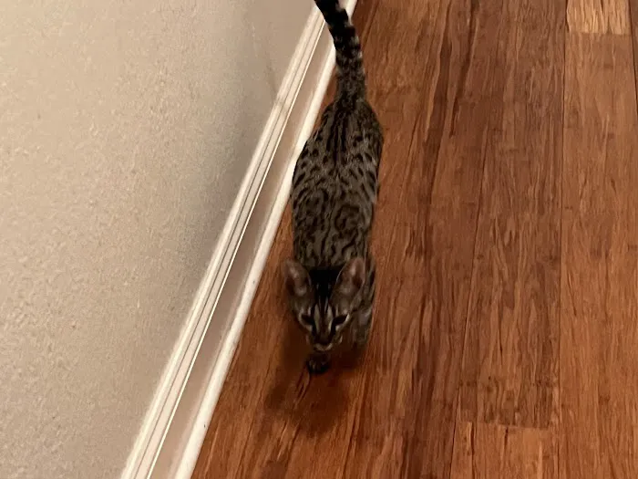 Bay Area Savannah Cats Picture 3