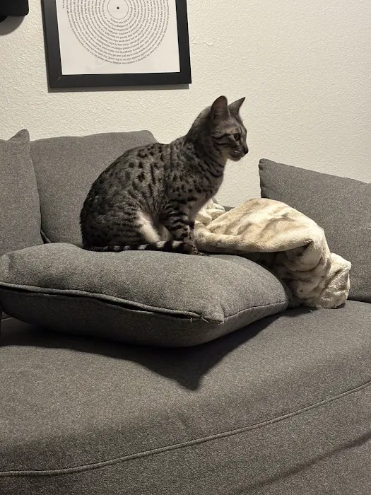 Bay Area Savannah Cats Picture 4