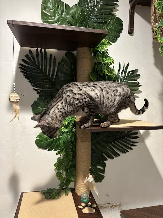 Bay Area Savannah Cats Picture 2