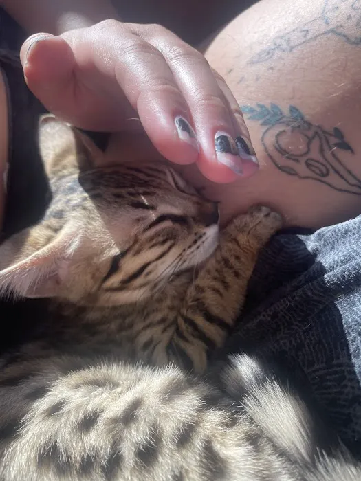 Bay Area Savannah Cats Picture 8