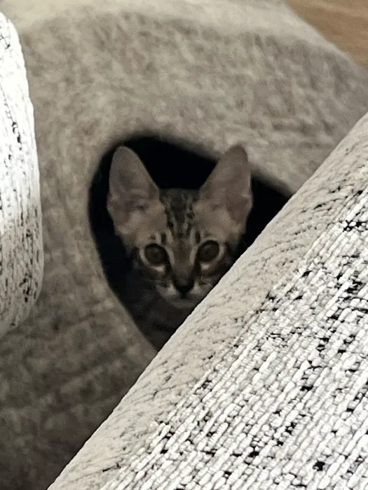Bay Area Savannah Cats Picture 6