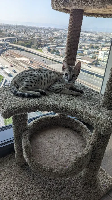 Bay Area Savannah Cats Picture 7