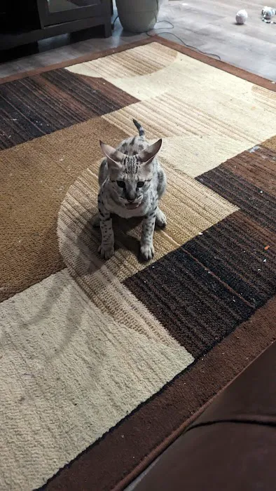 Bay Area Savannah Cats Picture 5