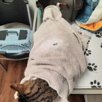 Clyde Park Veterinary Clinic