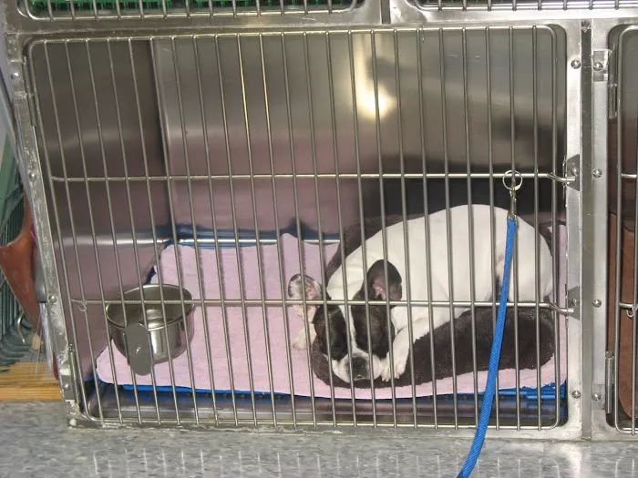 Kentwood Veterinary Clinic Picture 9