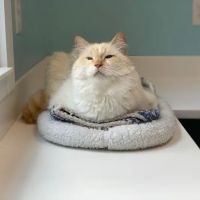 Georgetown Animal Hospital ico