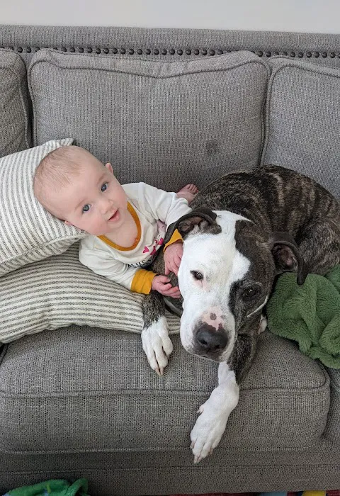 Georgetown Animal Hospital Picture 10