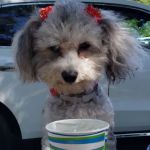 Jenison Animal Hospital