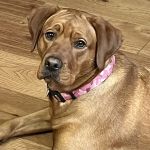 Cottonwood Veterinary Center
