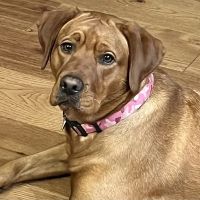 Cottonwood Veterinary Center ico