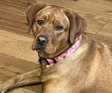 Cottonwood Veterinary Center