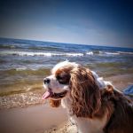Newaygo Veterinary Services