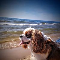 Newaygo Veterinary Services ico