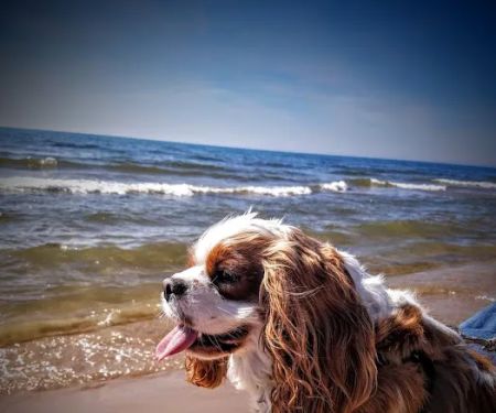Newaygo Veterinary Services