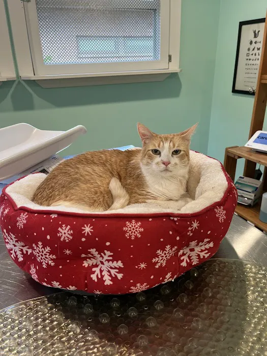 Feline Wellness Center PLLC Picture 1