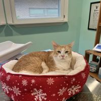 Feline Wellness Center PLLC ico