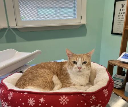 Feline Wellness Center PLLC