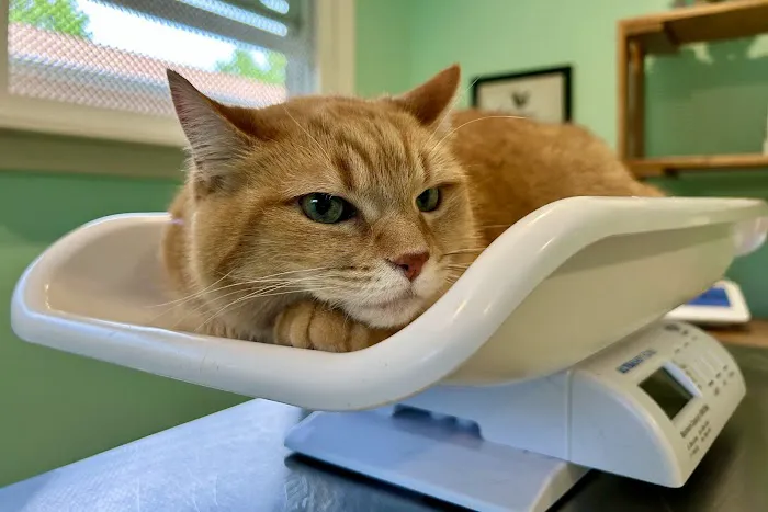 Feline Wellness Center PLLC Picture 3