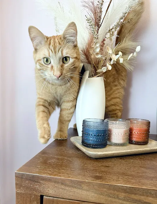 Feline Wellness Center PLLC Picture 6