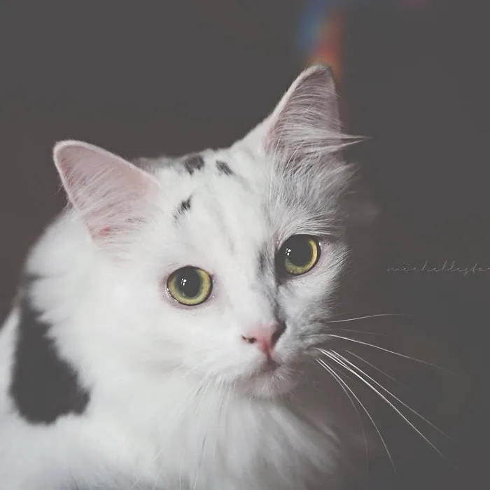 Feline Wellness Center PLLC Picture 8