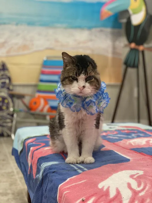 Feline Wellness Center PLLC Picture 7