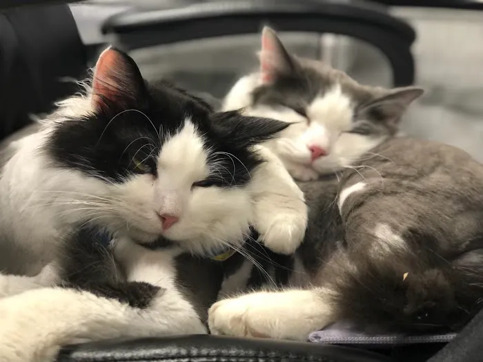 Feline Wellness Center PLLC Picture 10