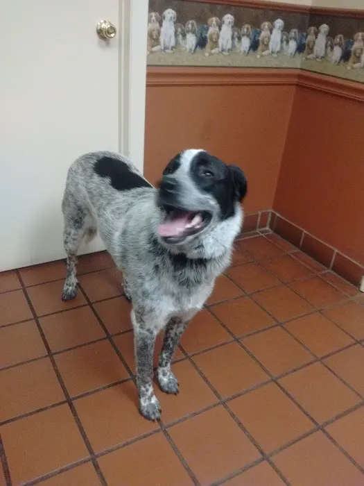 Coit Animal Clinic Picture 3