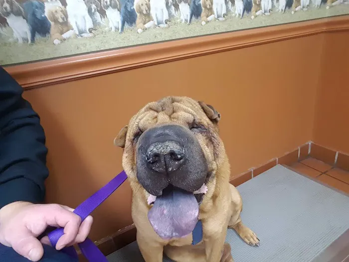 Coit Animal Clinic Picture 1