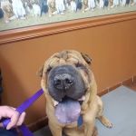 Coit Animal Clinic