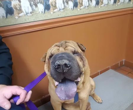Coit Animal Clinic