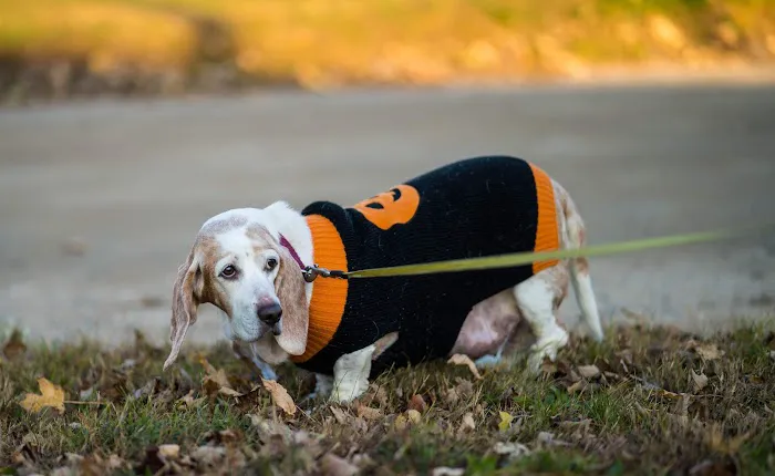 Heaven At Home Pet Hospice Picture 10