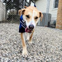 Schmitt's Animal Hospital ico