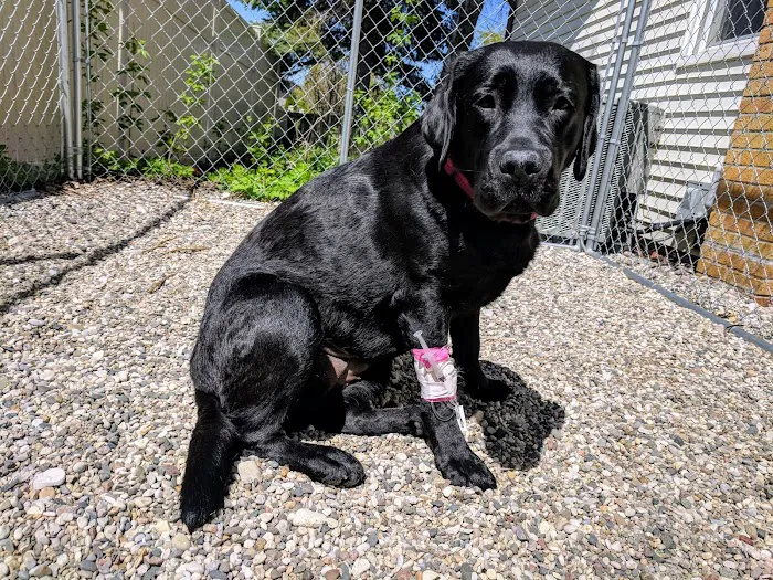 Schmitt's Animal Hospital Picture 2