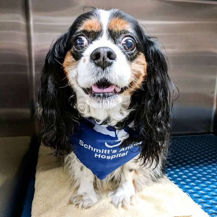 Schmitt's Animal Hospital Picture 7