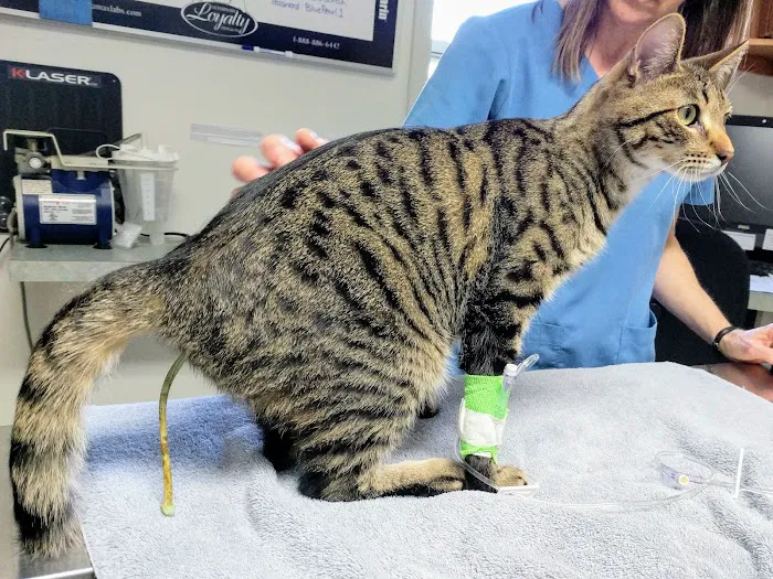 Schmitt's Animal Hospital Picture 10