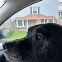 Kelley’s Animal Clinic ico