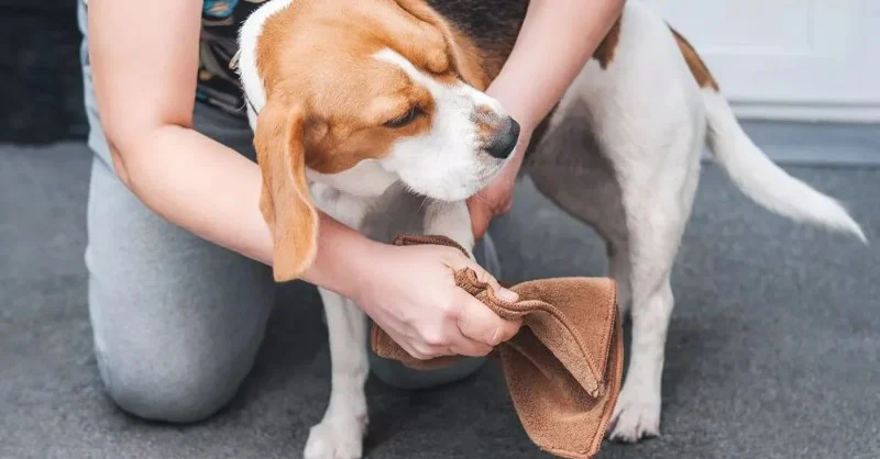 Best Practices for Cleaning Your Dog’s Paws After Walks