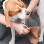 Best Practices for Cleaning Your Dog’s Paws After Walks