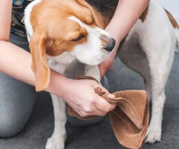 Best Practices for Cleaning Your Dog’s Paws After Walks