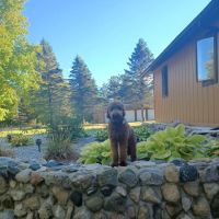 Animal Wellness Center of White Cloud ico