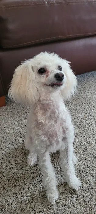 Animal Wellness Center of White Cloud Picture 10