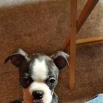 Fremont Animal Hospital