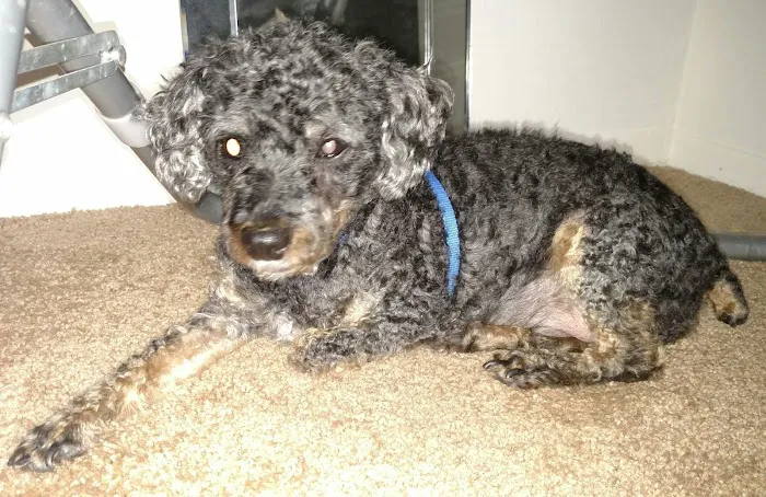 Fremont Animal Hospital Picture 10