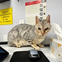 Loving Care Animal Clinic ico