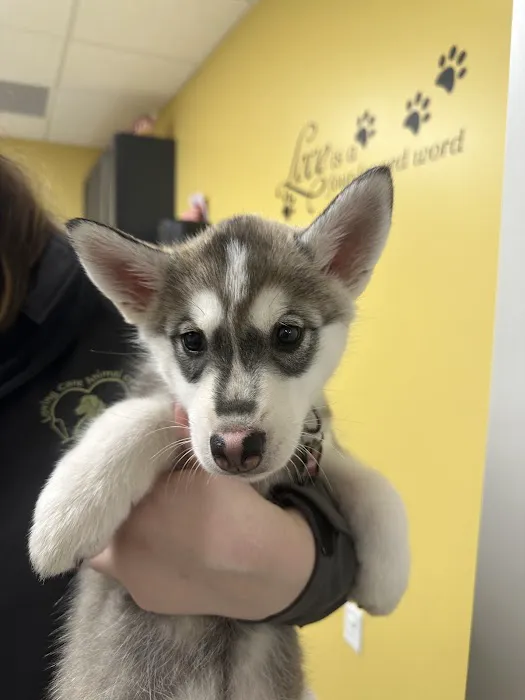 Loving Care Animal Clinic Picture 2