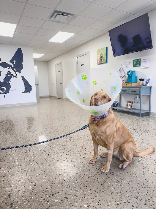 Loving Care Animal Clinic Picture 7