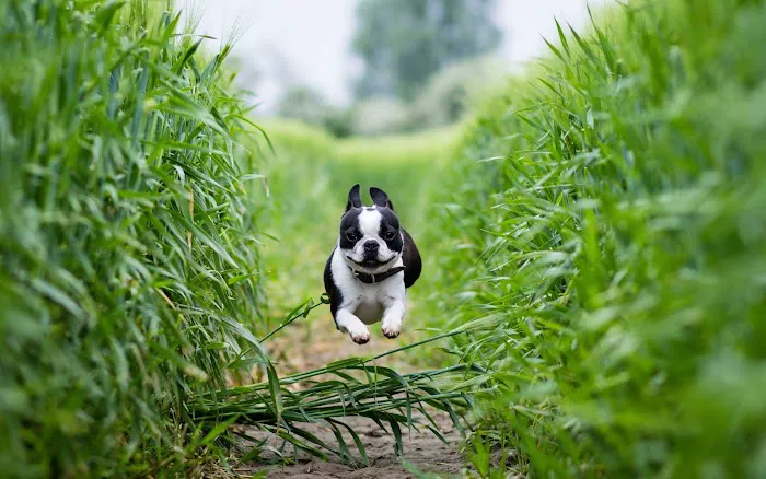 19 Mile Veterinary Hospital Picture 2