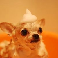19 Mile Veterinary Hospital ico